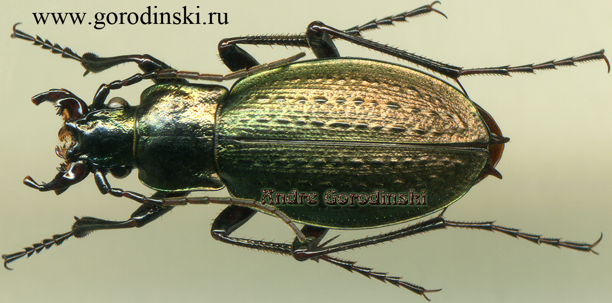 http://www.gorodinski.ru/carabus/Rhigocarabus xiei sanggarparicus.jpg